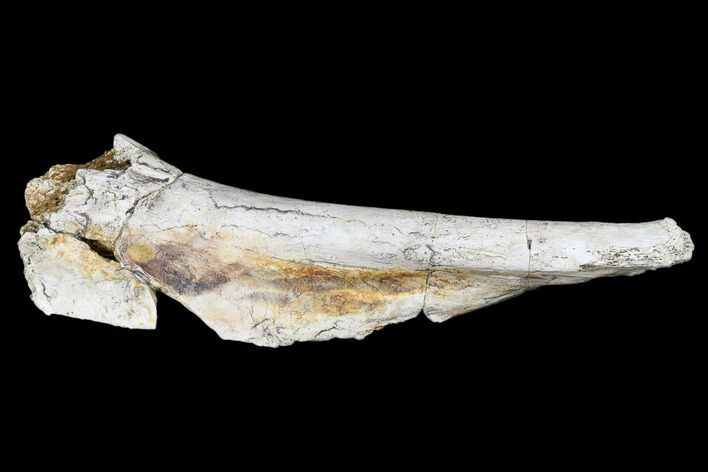 Permian Synapsid (Dimetrodon) Bone - Texas #181309